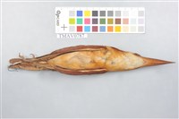 RuddyKingfisher Collection Image, Figure 3, Total 9 Figures